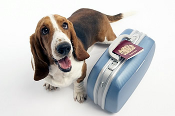 Hotel Firenze Pet Friendly - Animali Ammessi